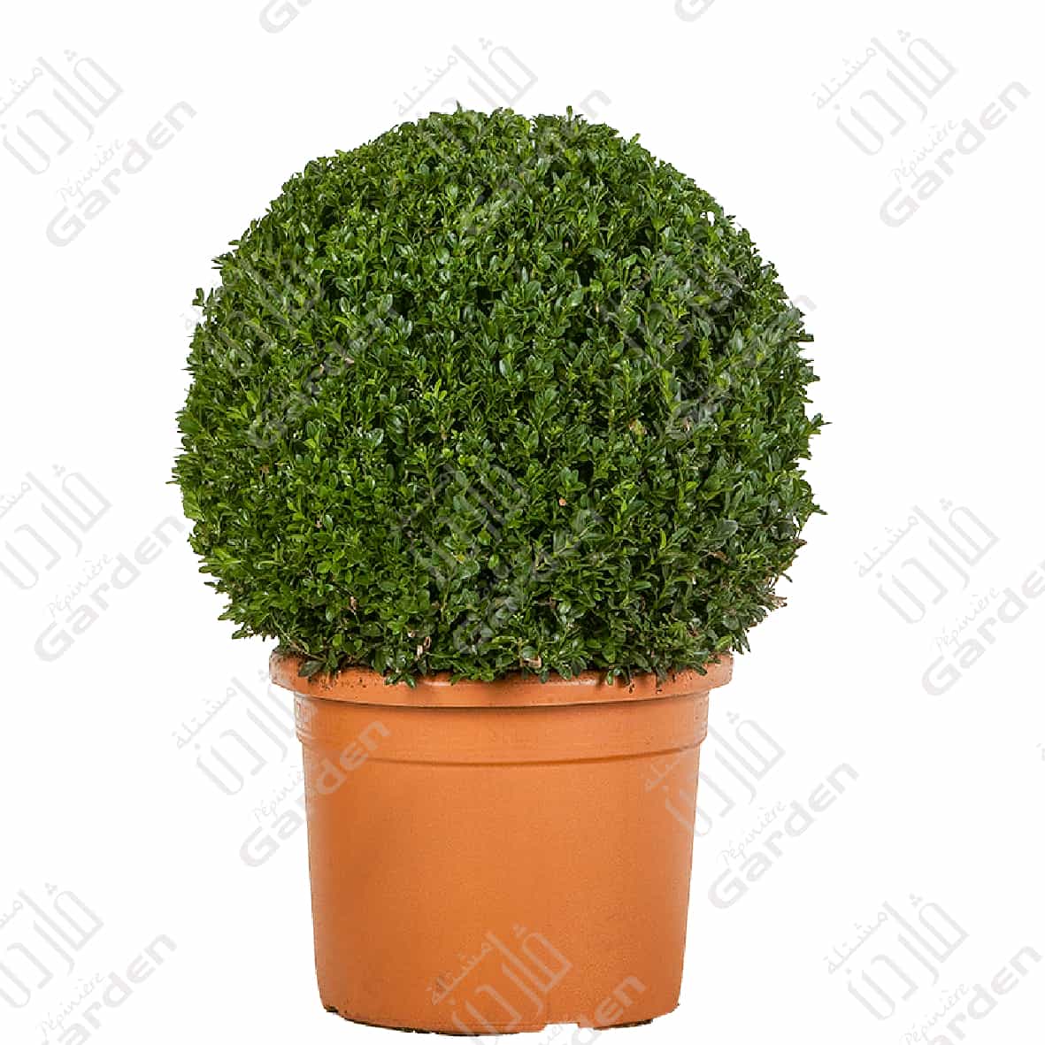 buxus-sempervirens