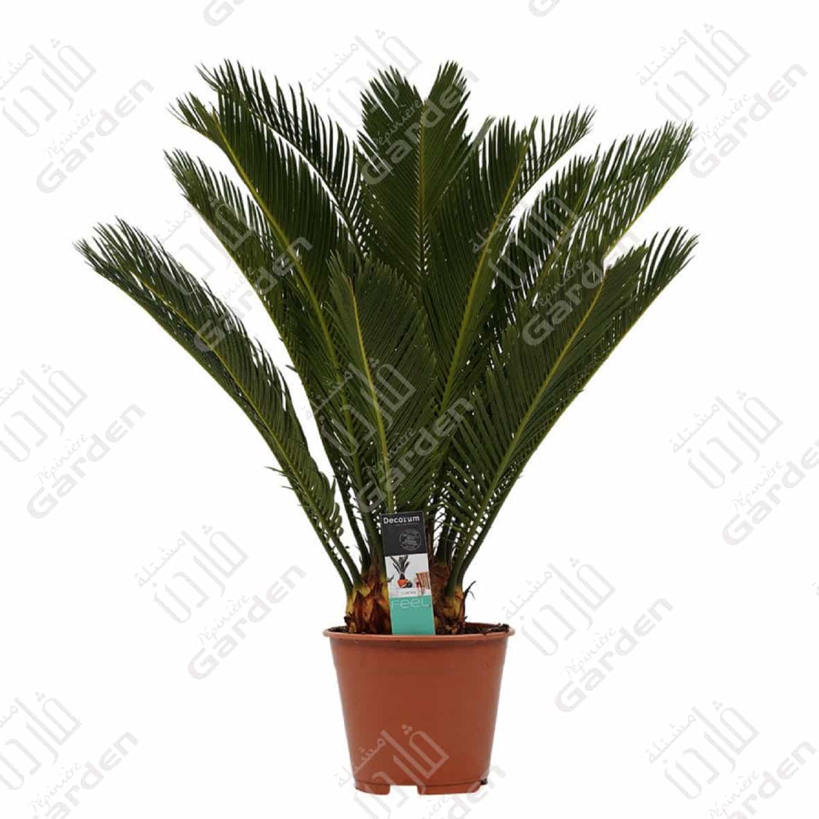 cycas