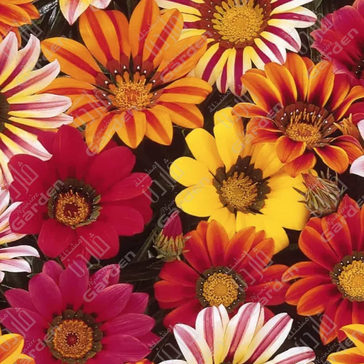 gazania