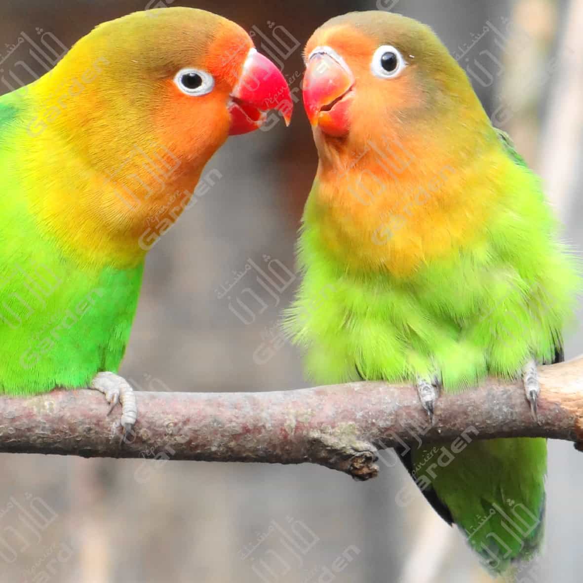 inseparable