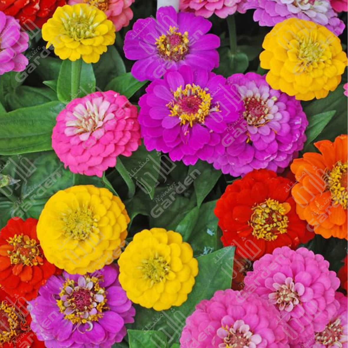 zinnia